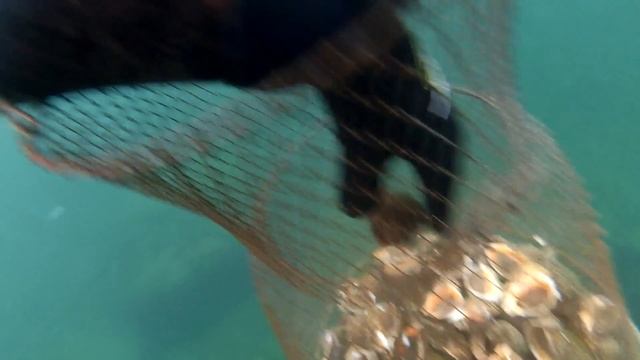 Сбор рапана в Черном море 2017 смотреть онлайн