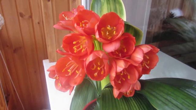 Кливия Будда, распустилась полностью - 2 июня, 2019 смотреть онлайн