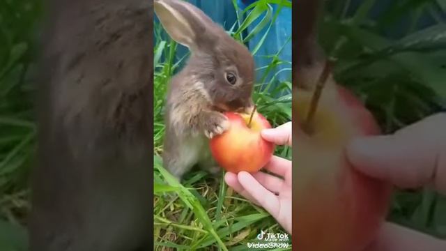 МИЛЫЕ ЖИВОТНЫЕ ПОДБОРКА 2019 ~ ЗАЙЧАТА, КОТЯТА И ДРУГИЕ. МИМИМИШНО смотреть онлайн