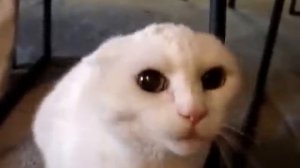 Злой кот Angry cat