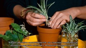 Хлорофитум Кудрявый — уход в домашних условиях