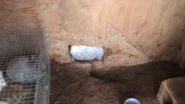 Подрощенные кролики на племя. Содержание и размножение кроликов. Мои кролики. Дачная Жизнь ТВ.
