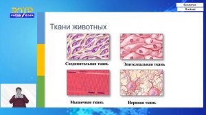 9-класс | Биология | Многоoбразие организмов. Kлеточные и неклеточные формы жизни