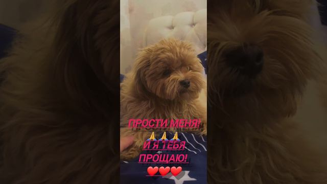 С прощённым воскресеньем!