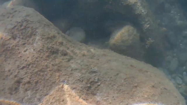 Алания море/Средиземное море/Анталия-Турция 2021/Подводный мир средиземного моря/Море около EFTALIA смотреть онлайн