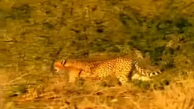 Дикая Пустыня Африки Животный мир Африки