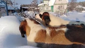 Щенки сенбернара, 6 месяцев Тимоша и Дюша