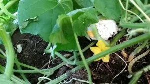 Шампиньоны в теплице. Откуда взялись споры грибов?