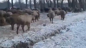 Самые Огромные Гиссарские Овцы.....