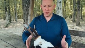 Охота на самца косули на Кубани