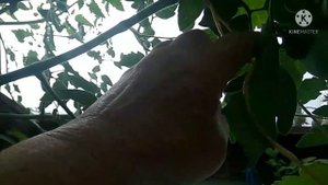 Обзор и дегустация редких сортов томатов: Большой белый блюз, Чёрный ананас, Люсид джем.