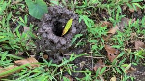 Wolf Spider VS Fishing Spider... What's the Difference?