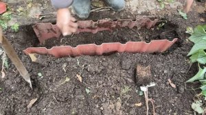 ХИТРОСТИ ПОСАДКИ ВИНОГРАДА В МАЛЕНЬКОМ САДУ