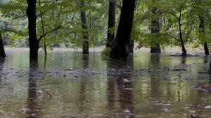 Мгновенный сон. Усни за 10 минут со звуками природы.