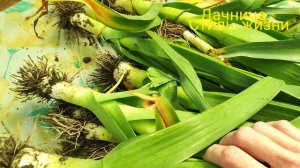Лук порей в июне