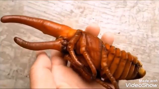 Hercules beetle Metamorphosis #FAHADARSHAD смотреть онлайн
