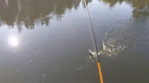 Ловим форель на поппер/Popping for trout 2019