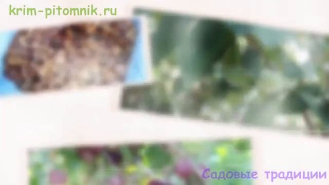 Где купить саженцы малины Крым