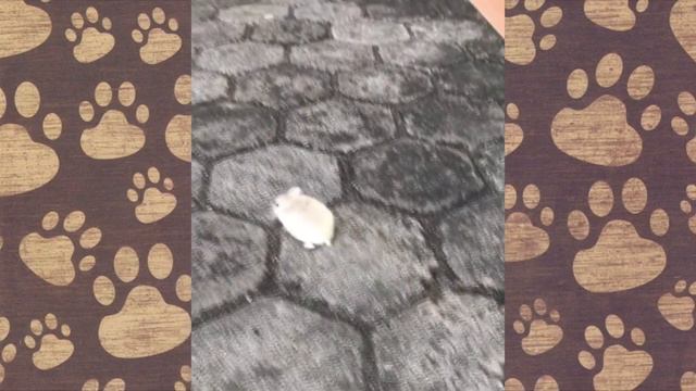 Приколы с ХОМЯКАМИ. ТОП видео! приколы с животными (СМЕШНАЯ ОЗВУЧКА) Hamsters Like #262