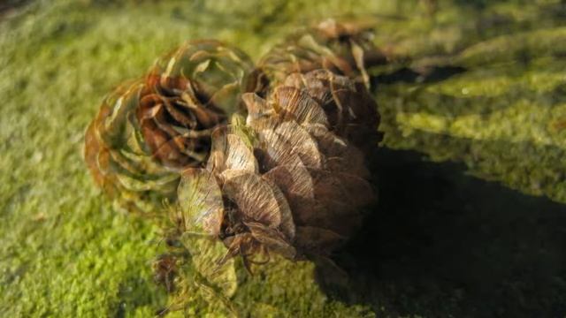 Canon ixus 75 F2.8 sample pics смотреть онлайн