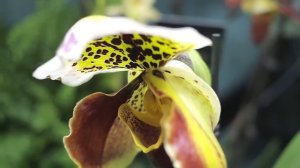 RHS London Orchid Show 2010