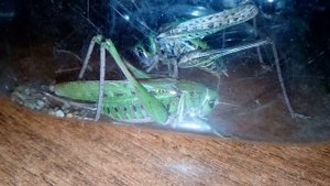 Брачные игры земных обитателей | Кузнечик серый Decticus