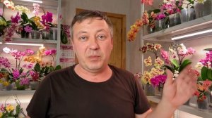 КАК СПАСТИ ОРХИДЕЮ БЕЗ КОРНЕЙ