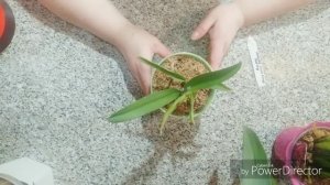 Как я поливаю камбрии????️?️?️