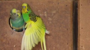 Волнистый попугай с необычным окрасом.Wavy parrot with an unusual color.