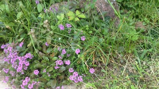 Чабрец (он же тимьян) - красивое и полезное растение. смотреть онлайн