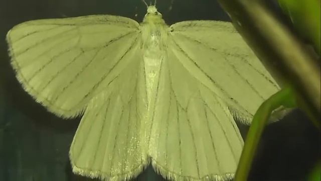 ИНСЕКТАРИЙ: 91. Пяденица Линейчатая (Siona lineata) смотреть онлайн