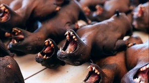 МЯСО ФРУКТОВОЙ ЛЕТУЧЕЙ МЫШИ, приготовленное двумя способами Манадо. Индонезийская еда.