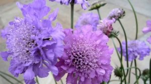 «Скабиоза (Scabiosa)» РЕЛАКС АРТ-ТЕРАПИЯ improvisation piano Victor Mikhailovich Anokhin