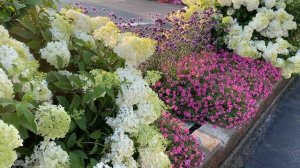 Bobo Hydrangea