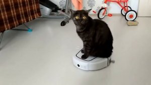 Кот на пылесосе