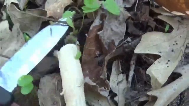 Foraging & The Friends I Made Along the Way смотреть онлайн