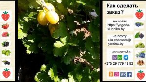 Крыжовник Голдлинг радует огромными желтыми сладкими ягодами.