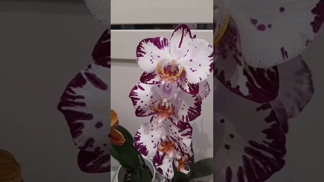 Орхидея "Бернадетта"💖Орхидея "Голден Брик"🧡"Bernadette" Orchid🌺 "Golden Brick" Orchid🌼 смотреть онлайн