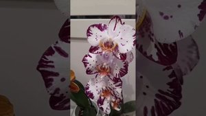 Орхидея "Бернадетта"💖Орхидея "Голден Брик"🧡"Bernadette" Orchid🌺 "Golden Brick" Orchid🌼