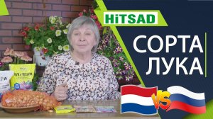 Лук севок лучшие сорта Голландский лук севок  Российский лук севок✔️