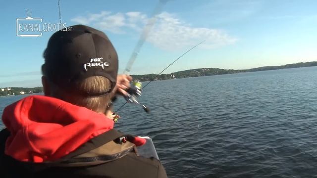 Perch Pro - EPISODE 1 - The Next Level of Perch Fishing | Kanalgratis.se