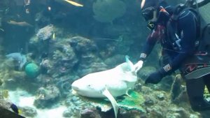 Аквалангист с акулой