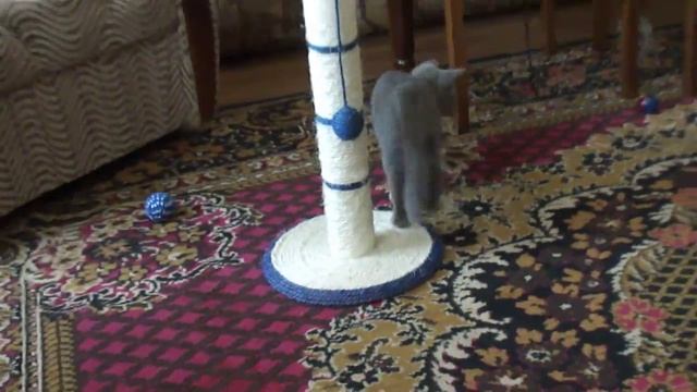 БРИТАНСКИЙ КОТЕНОК ПАШКА ТРИ МЕСЯЦА смотреть онлайн