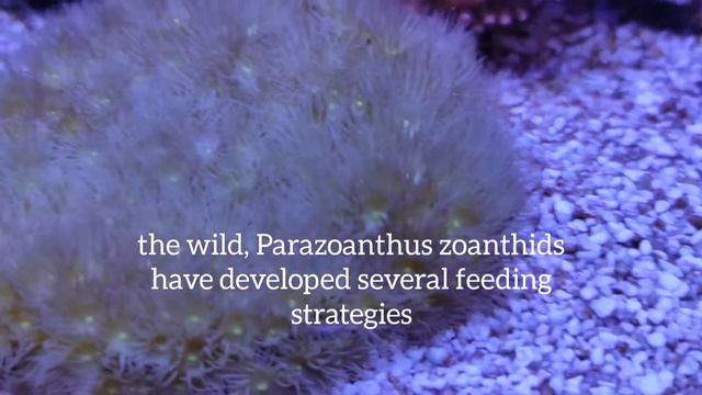 Yellow Parazoanthus polyps #reef #reeftank #reefkeeping #coral #aquarium смотреть онлайн