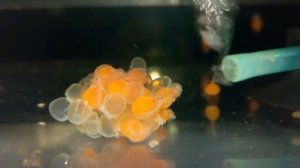 ОТ ИКРЫ ДО МАЛЬКА ЗА ОДНУ МИНУТУ!!!