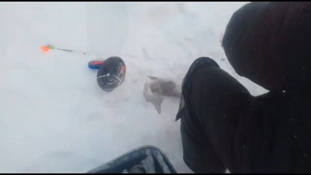 Рыбалка в Красногорске.BigCarp.Ловля форели.