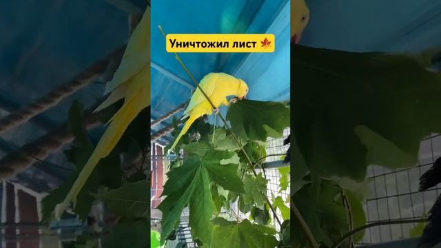 🦜Парк ПОПУГАЕВ «Какаду»#попугаи #parrots #паркпопугаев #отдых #еда #рек #рекомендации