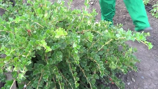 Урожай крыжовника после правильной обрезки