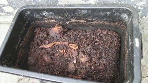 БГВ 26 Чёрная львинка  Рабочие моменты