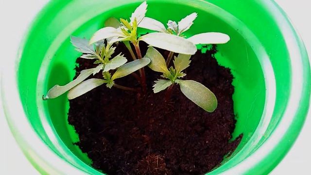 Таймлапс из фотографий смотреть онлайн